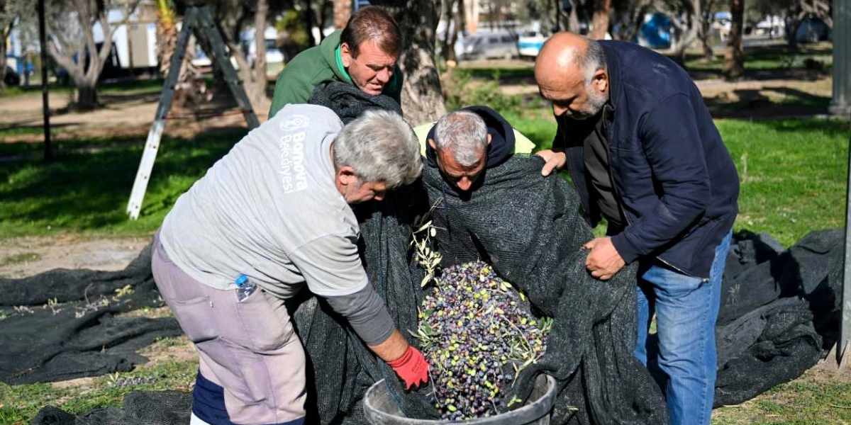 Bornova Belediyesi logolu gri tişört giyen bir görevlinin de aralarında bulunduğu dört kişi, zeytin ağaçlarının altına serilen siyah örtüde toplanan zeytinleri büyük bir plastik kovaya boşaltıyor.