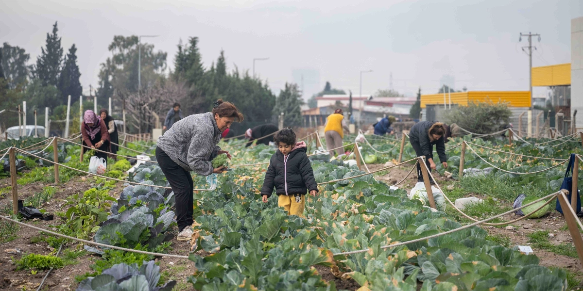 Bornova'daki bir kent bostanında, iplerle ayrılmış sıralar halinde ekili lahana ve yeşilliklerin arasında hasat yapan insanlar. Ön planda gri hırkalı bir kadın elinde bir brokoli tutarken, yanında siyah montlu küçük bir kız çocuğu yürüyor. Arka planda ise farklı bölümlerde hasada devam eden diğer yetişkinler ve ağaçlıklı bir çevre görülüyor.