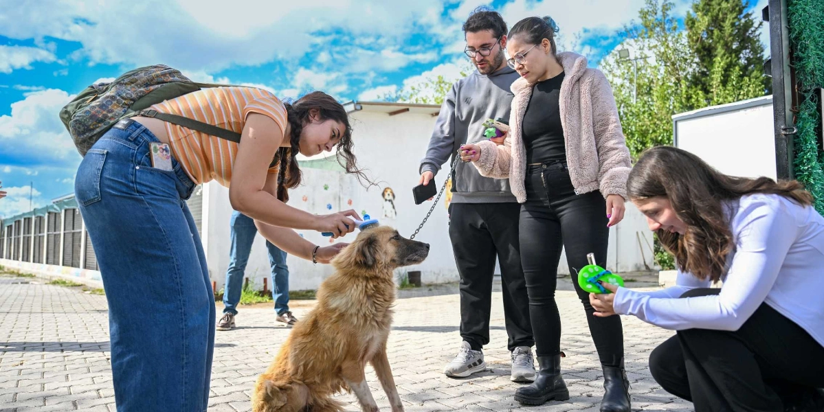 Açık havada, parke taşlı bir alanda dört genç gönüllü, tüylü bir köpekle ilgileniyor. Sol tarafta sırt çantalı genç bir kadın, köpeğin tüylerini tarıyor. Sağ tarafta beyaz kıyafetli bir kadın çömelmiş, elindeki yeşil bir aparatla köpeğe bakıyor. Arka planda ise gri sweatshirtlü bir erkek ve bej rengi peluş ceketli bir kadın, köpeğin tasmasını tutarak onlara eşlik ediyor. Arka planda hayvan barınağına benzer yapılar ve üzerinde köpek çizimleri bulunan beyaz bir duvar yer alıyor.