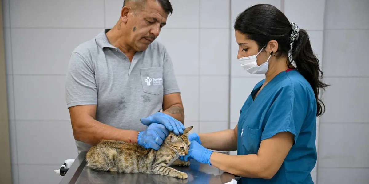 Klinik ortamında, üzerinde Bornova Belediyesi logosu bulunan gri polo yaka tişörtlü bir erkek ve mavi cerrahi önlük giyen, maskeli bir kadın veteriner hekim, muayene masasında duran tekir bir kediyi muayene ediyor. Her iki kişi de ellerinde mavi eldivenlerle kediyi dikkatle tutuyor.