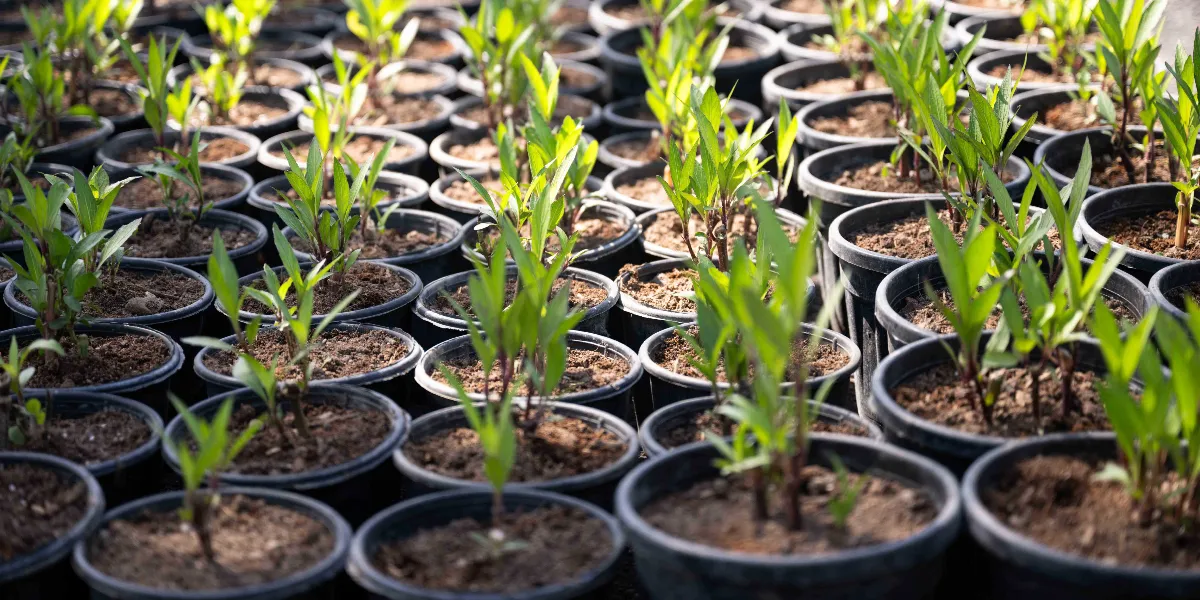 Yan yana dizilmiş çok sayıda siyah plastik saksı içerisinde, güneş ışığı alan taze yeşil yapraklı küçük bitkiler.