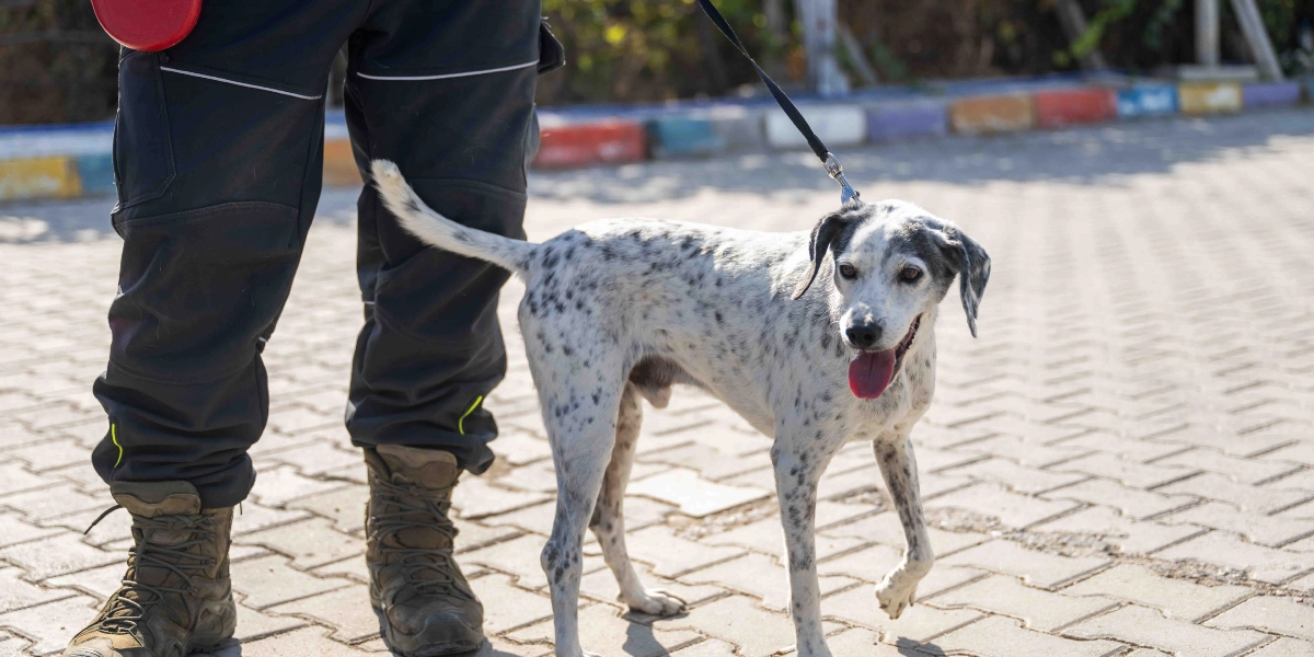Siyah iş pantolonu ve bot giyen bir kişinin yanında, tasmasıyla yürüyen beyaz üzerine siyah benekli, dili dışarıda mutlu görünen orta boylu bir köpek.