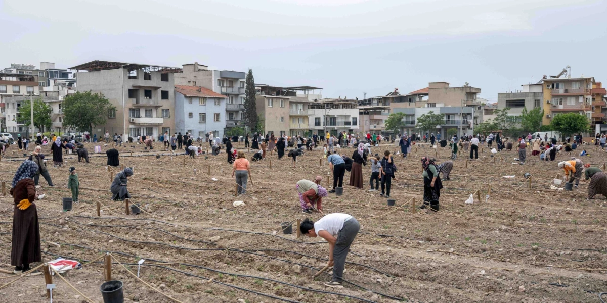 Bornova'da çok sayıda insanın toprakla uğraştığı geniş bir kent bostanı alanı. İnsanlar, iplerle parsellere ayrılmış toprak alanda eğilerek ekim yapıyor, bitkileri düzenliyor veya ellerindeki kovalarla çalışıyor. Arka planda ise çok katlı apartmanların bulunduğu yerleşim yeri görülüyor.